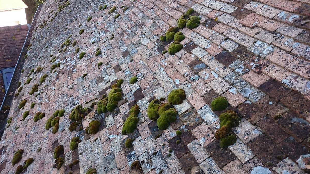 toiture infecté avec de la mousse